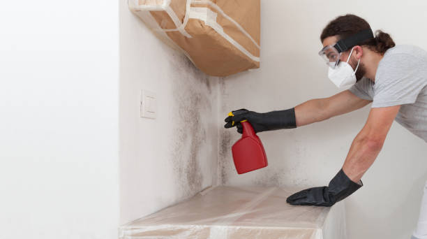 Professional Black Mold Remediation technician working in Jamison, PA
