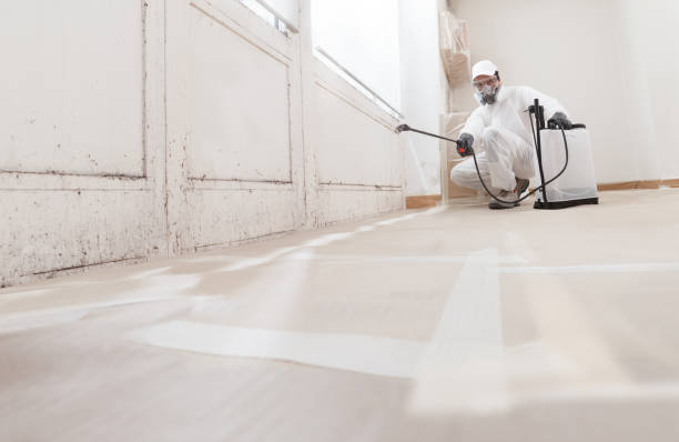 24/7 Emergency Black Mold Remediation experts in Jamison, PA