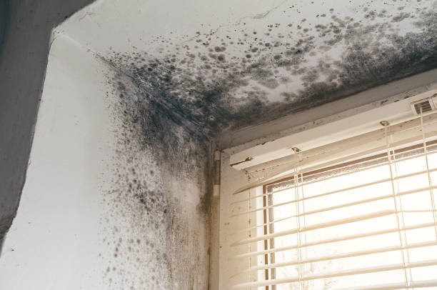 Affordable Black Mold Remediation solutions in Jamison, PA